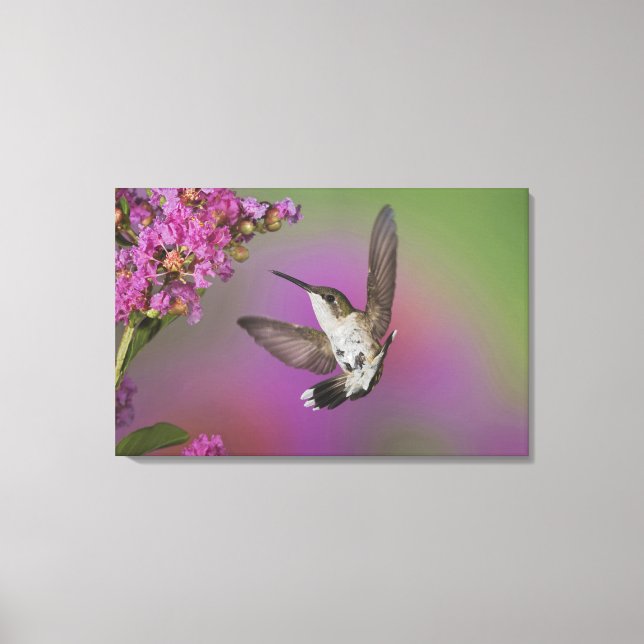 Juvenile male Ruby Throated Hummingbird Canvas Print (Front)