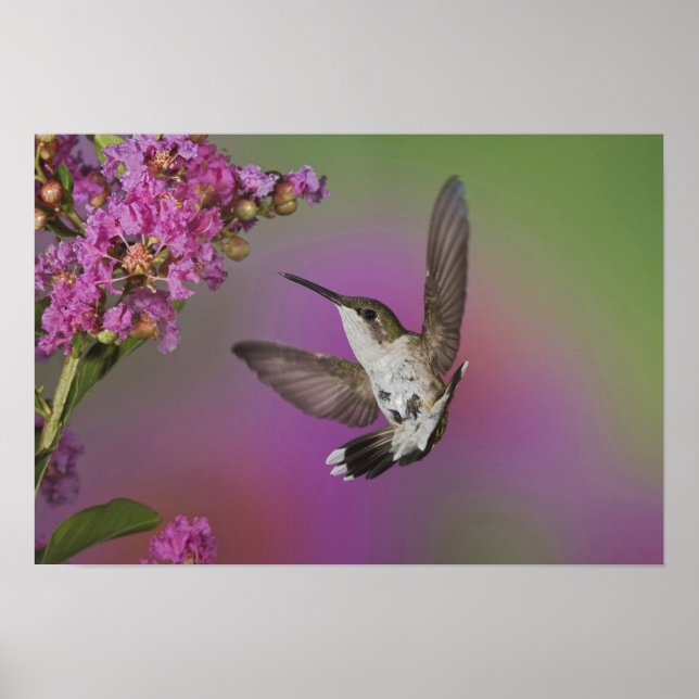Juvenile male Ruby Throated Hummingbird Poster (Front)