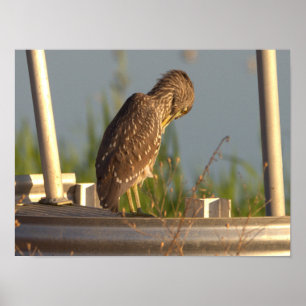 Juvenile Night Heron Photo Poster