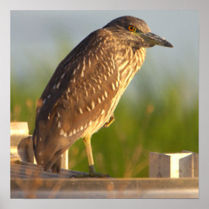 Juvenile Night Heron Photo Poster