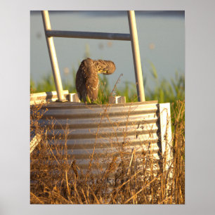 Juvenile Night Heron Photo Poster