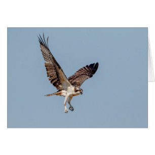 Juvenile Osprey in flight