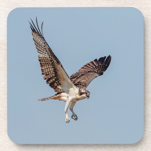Juvenile Osprey in flight Coaster (Front)