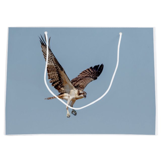 Juvenile Osprey in flight Large Gift Bag (Front)