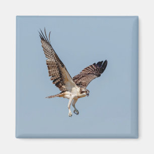 Juvenile Osprey in flight Magnet