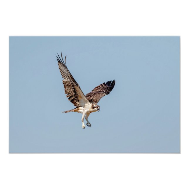 Juvenile Osprey in flight Photo Print (Front)
