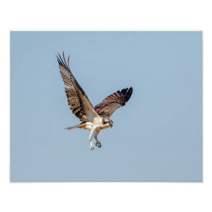 Juvenile Osprey in flight Photo Print