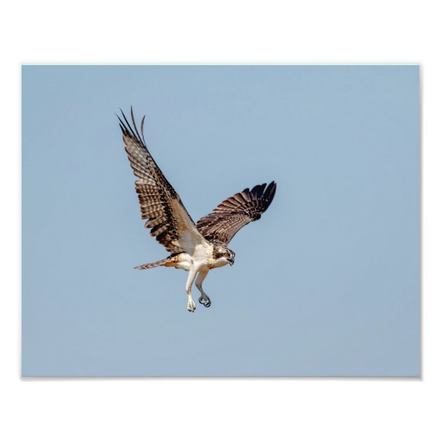 Juvenile Osprey in flight Photo Print (Front)