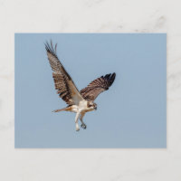 Juvenile Osprey in flight