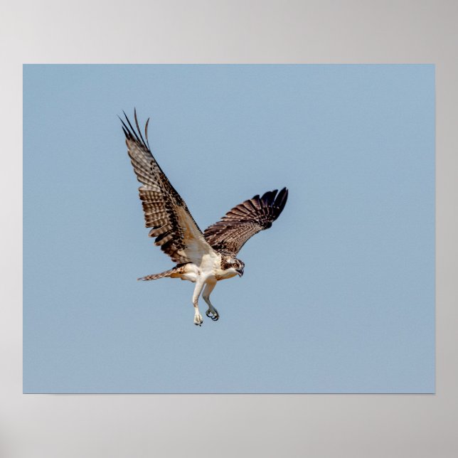 Juvenile Osprey in flight Poster (Front)