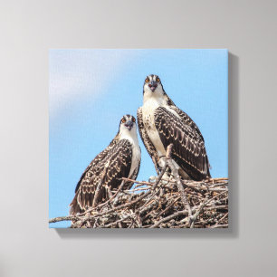 Juvenile Osprey in the nest Canvas Print
