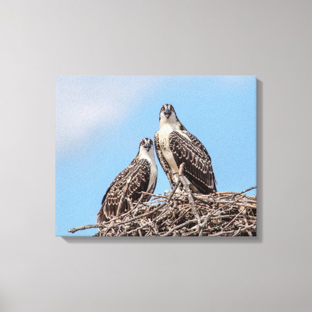 Juvenile Osprey in the nest Canvas Print (Front)