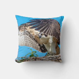 Juvenile Osprey in the nest Cushion