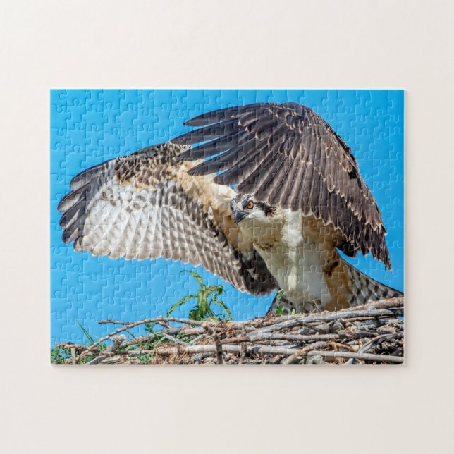 Juvenile Osprey in the nest Jigsaw Puzzle (Horizontal)