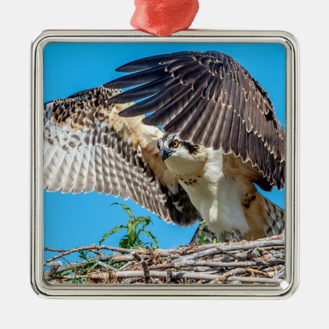 Juvenile Osprey in the nest Metal Tree Decoration (Front)