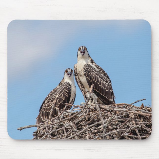 Juvenile Osprey in the nest Mouse Pad (Front)