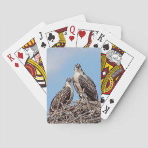 Juvenile Osprey in the nest Playing Cards