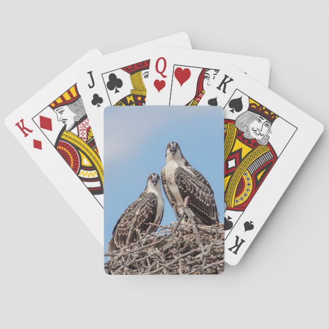 Juvenile Osprey in the nest Playing Cards (Back)