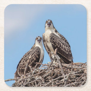 Juvenile Osprey in the nest Square Paper Coaster