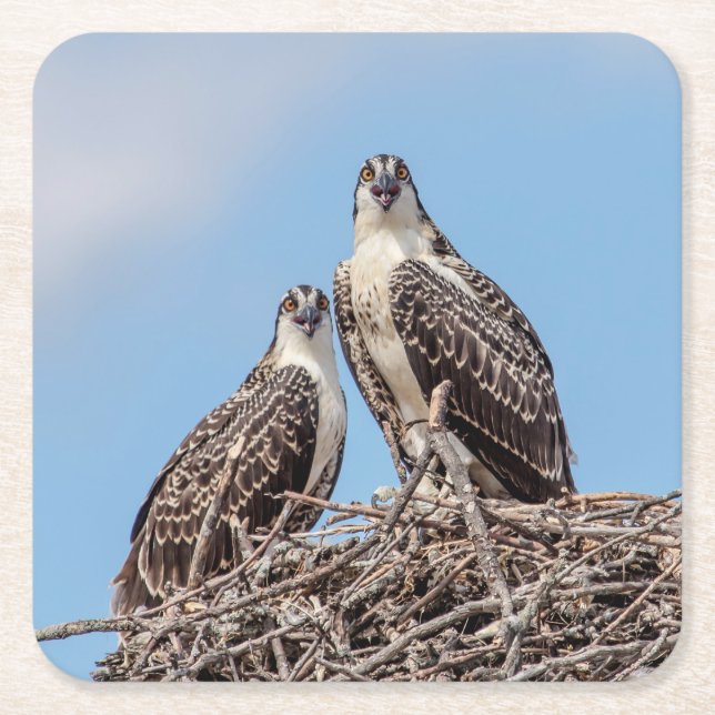 Juvenile Osprey in the nest Square Paper Coaster (Front)