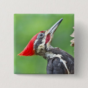 Juvenile Pileated Woodpecker Profile Gifts Apparel 15 Cm Square Badge