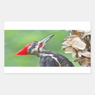 Juvenile Pileated Woodpecker Profile Gifts Apparel Rectangular Sticker