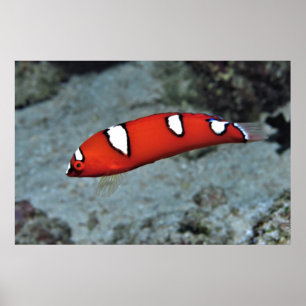 Juvenile Red Coris Poster