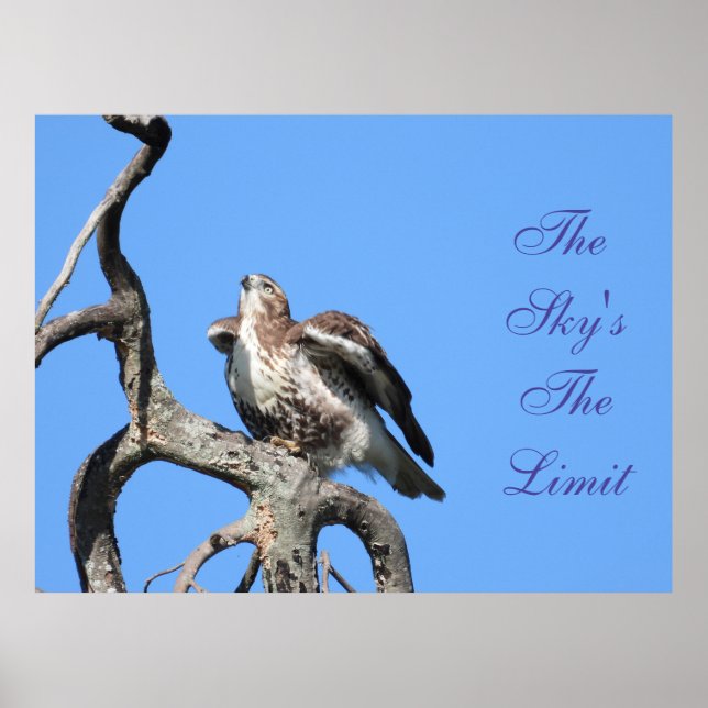Juvenile Red Tail Hawk Motivational Poster (Front)