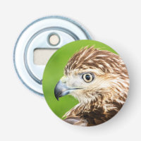 Juvenile Red Tailed Hawk