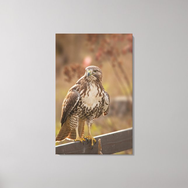 Juvenile Red-tailed hawk Canvas Print (Front)