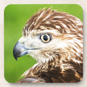 Juvenile Red Tailed Hawk Coaster