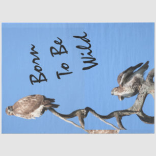 Juvenile Red Tailed Hawk composite Tissue Paper