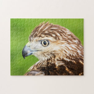 Juvenile Red Tailed Hawk Jigsaw Puzzle