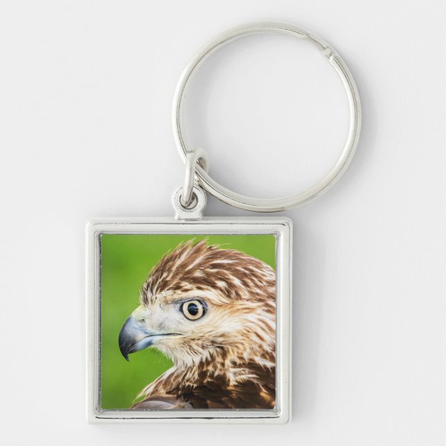 Juvenile Red Tailed Hawk Key Ring (Front)