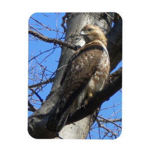 Juvenile Red Tailed Hawk Magnet