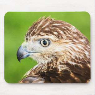 Juvenile Red Tailed Hawk Mouse Pad