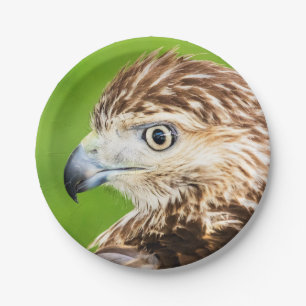 Juvenile Red Tailed Hawk Paper Plate