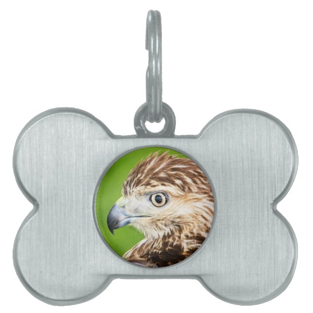 Juvenile Red Tailed Hawk Pet Name Tag (Front)