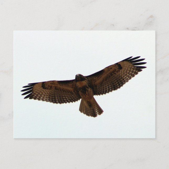 Juvenile Red-Tailed Hawk Postcard (Front)