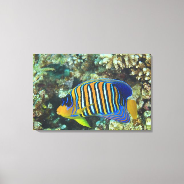 Juvenile Regal Angelfish Pygoplites Canvas Print (Front)