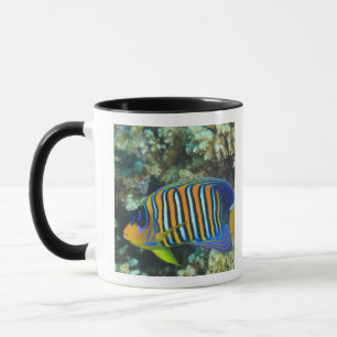Juvenile Regal Angelfish Pygoplites Mug