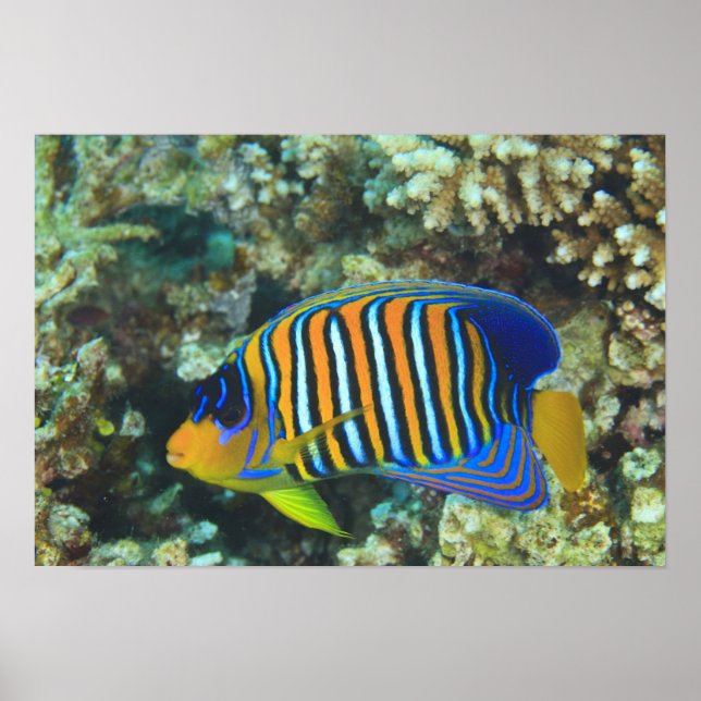 Juvenile Regal Angelfish Pygoplites Poster (Front)