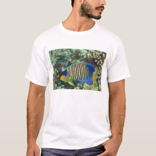 Juvenile Regal Angelfish Pygoplites T-Shirt