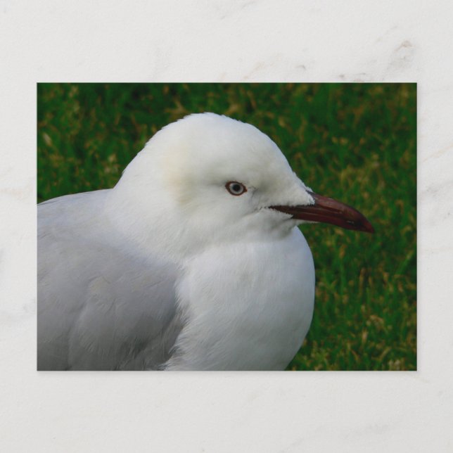 Juvenile silver gull postcard (Front)