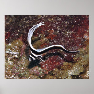 Juvenile Spotted Drum Poster