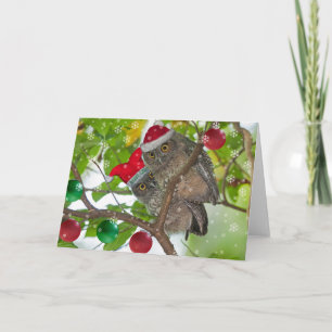 Juvenile Western Screech Owls Christmas Holiday Card