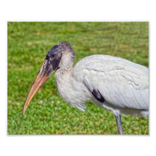 Juvenile Wood Stork Photo Print
