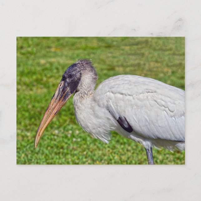Juvenile Wood Stork Postcard (Front)