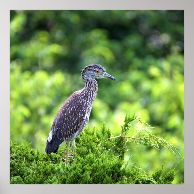 Juvenile Yellow-crowned Night-Heron Poster (Front)