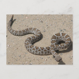 Juvenille Black RattleSnake Postcard